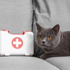 Un gatto grigio è sdraiato su un divano grigio accanto a un kit di pronto soccorso bianco "Pronto Soccorso per Animali Domestici" con una croce rossa.